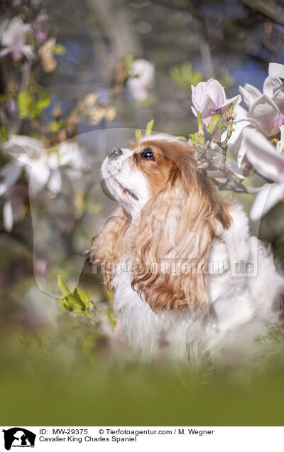 Cavalier King Charles Spaniel / MW-29375