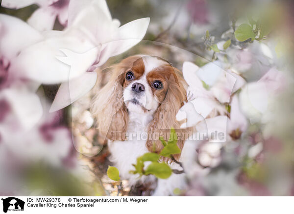 Cavalier King Charles Spaniel / MW-29378