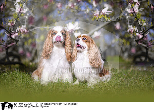 Cavalier King Charles Spaniel / MW-29386