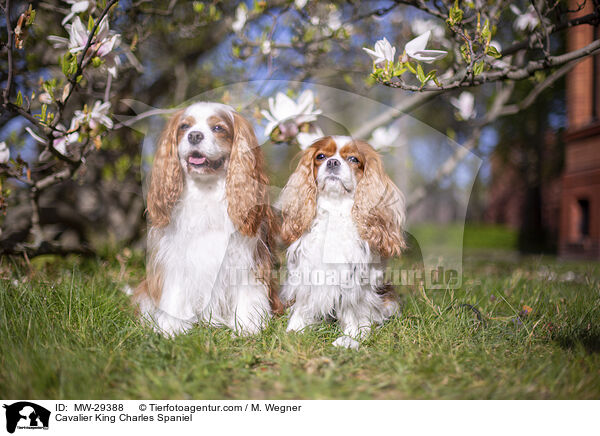 Cavalier King Charles Spaniel / MW-29388