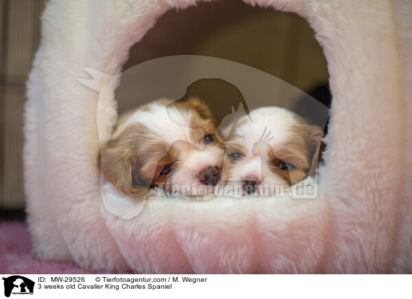 3 weeks old Cavalier King Charles Spaniel / MW-29526