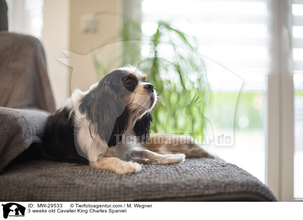Cavalier King Charles Spaniel 3 Wochen alt / 3 weeks old Cavalier King Charles Spaniel / MW-29533