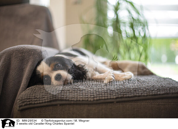 3 weeks old Cavalier King Charles Spaniel / MW-29534