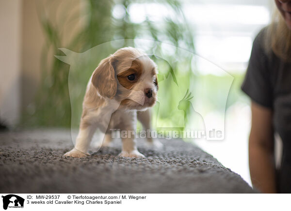 Cavalier King Charles Spaniel 3 Wochen alt / 3 weeks old Cavalier King Charles Spaniel / MW-29537