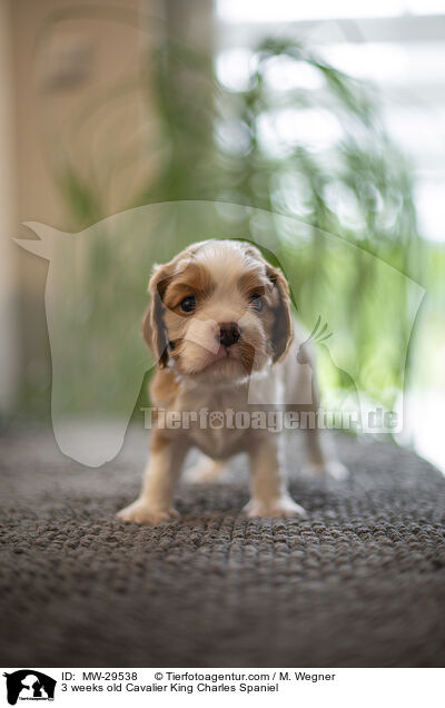 3 weeks old Cavalier King Charles Spaniel / MW-29538
