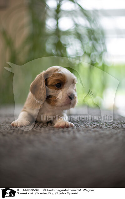 Cavalier King Charles Spaniel 3 Wochen alt / 3 weeks old Cavalier King Charles Spaniel / MW-29539