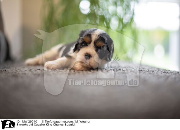 3 weeks old Cavalier King Charles Spaniel / MW-29540