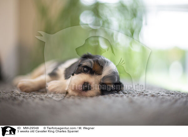 Cavalier King Charles Spaniel 3 Wochen alt / 3 weeks old Cavalier King Charles Spaniel / MW-29548