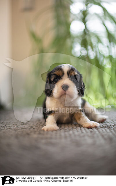 3 weeks old Cavalier King Charles Spaniel / MW-29551
