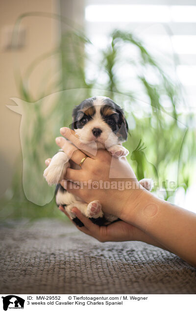 Cavalier King Charles Spaniel 3 Wochen alt / 3 weeks old Cavalier King Charles Spaniel / MW-29552