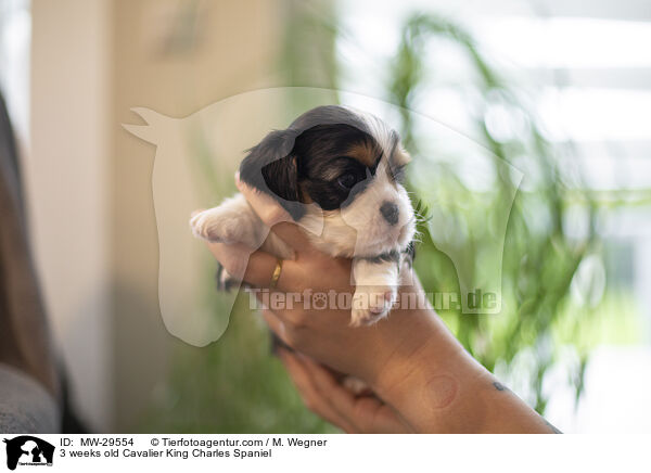 Cavalier King Charles Spaniel 3 Wochen alt / 3 weeks old Cavalier King Charles Spaniel / MW-29554