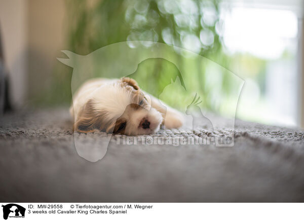 3 weeks old Cavalier King Charles Spaniel / MW-29558