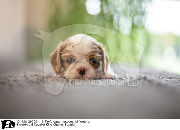 3 weeks old Cavalier King Charles Spaniel / MW-29559