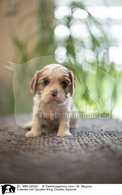 3 weeks old Cavalier King Charles Spaniel / MW-29562
