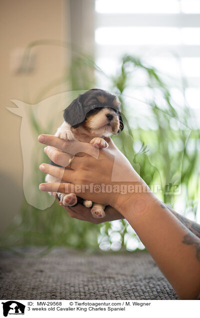 Cavalier King Charles Spaniel 3 Wochen alt / 3 weeks old Cavalier King Charles Spaniel / MW-29568