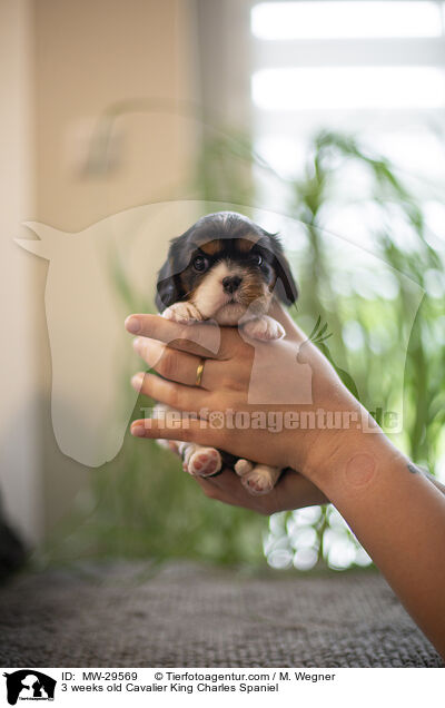 Cavalier King Charles Spaniel 3 Wochen alt / 3 weeks old Cavalier King Charles Spaniel / MW-29569