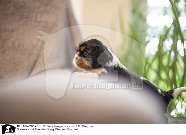 Cavalier King Charles Spaniel 3 Wochen alt / 3 weeks old Cavalier King Charles Spaniel / MW-29576