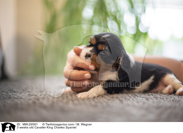 Cavalier King Charles Spaniel 3 Wochen alt / 3 weeks old Cavalier King Charles Spaniel / MW-29581