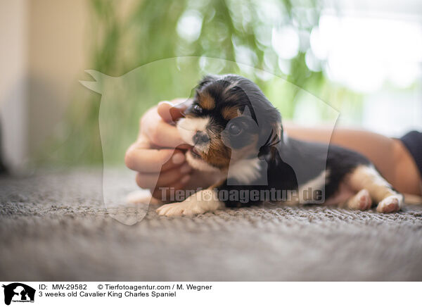 Cavalier King Charles Spaniel 3 Wochen alt / 3 weeks old Cavalier King Charles Spaniel / MW-29582