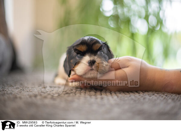 Cavalier King Charles Spaniel 3 Wochen alt / 3 weeks old Cavalier King Charles Spaniel / MW-29583