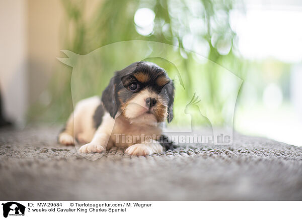 Cavalier King Charles Spaniel 3 Wochen alt / 3 weeks old Cavalier King Charles Spaniel / MW-29584