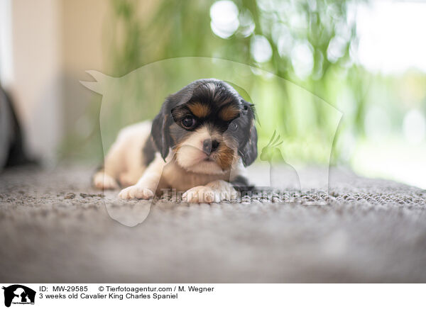 Cavalier King Charles Spaniel 3 Wochen alt / 3 weeks old Cavalier King Charles Spaniel / MW-29585
