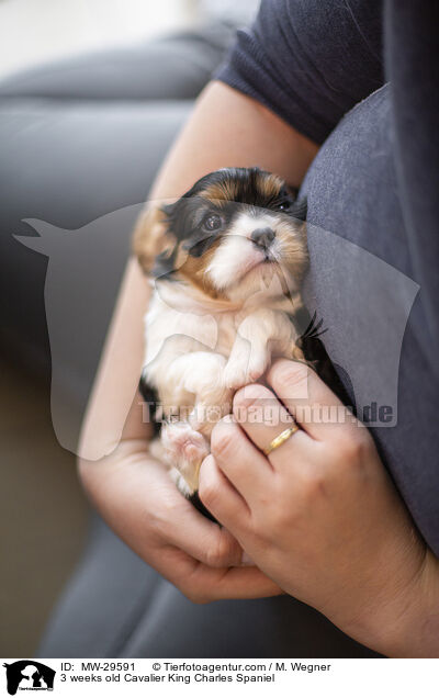 Cavalier King Charles Spaniel 3 Wochen alt / 3 weeks old Cavalier King Charles Spaniel / MW-29591