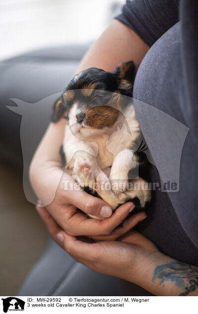Cavalier King Charles Spaniel 3 Wochen alt / 3 weeks old Cavalier King Charles Spaniel / MW-29592