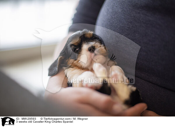 Cavalier King Charles Spaniel 3 Wochen alt / 3 weeks old Cavalier King Charles Spaniel / MW-29593