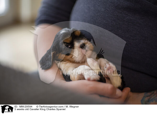 Cavalier King Charles Spaniel 3 Wochen alt / 3 weeks old Cavalier King Charles Spaniel / MW-29594