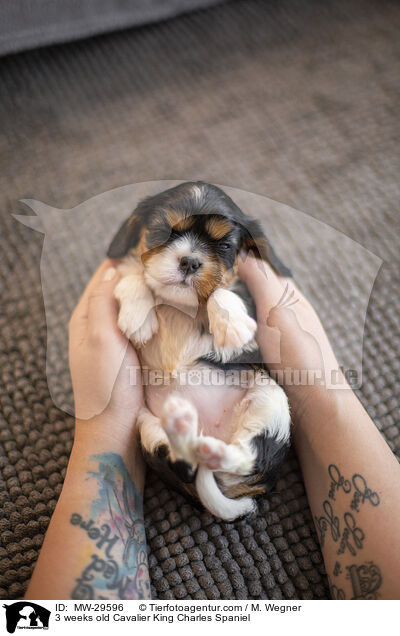 Cavalier King Charles Spaniel 3 Wochen alt / 3 weeks old Cavalier King Charles Spaniel / MW-29596