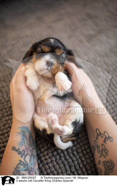 3 weeks old Cavalier King Charles Spaniel / MW-29597