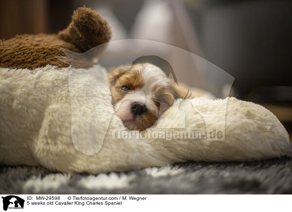 5 wochen alter Cavalier King Charles Spaniel / 5 weeks old Cavalier King Charles Spaniel / MW-29598