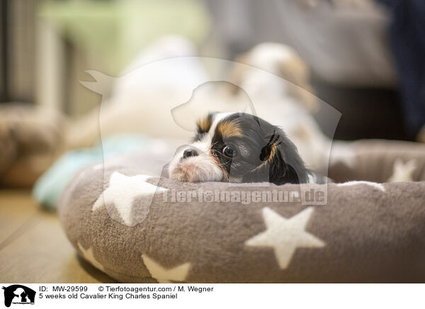 5 wochen alter Cavalier King Charles Spaniel / 5 weeks old Cavalier King Charles Spaniel / MW-29599