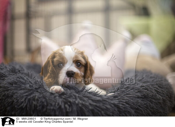 5 weeks old Cavalier King Charles Spaniel / MW-29601