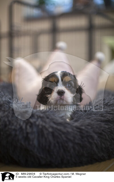 5 wochen alter Cavalier King Charles Spaniel / 5 weeks old Cavalier King Charles Spaniel / MW-29604