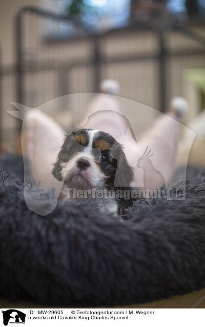 5 wochen alter Cavalier King Charles Spaniel / 5 weeks old Cavalier King Charles Spaniel / MW-29605