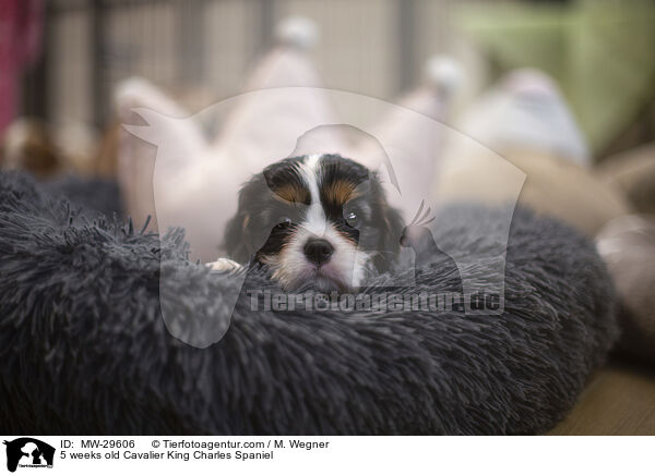 5 wochen alter Cavalier King Charles Spaniel / 5 weeks old Cavalier King Charles Spaniel / MW-29606