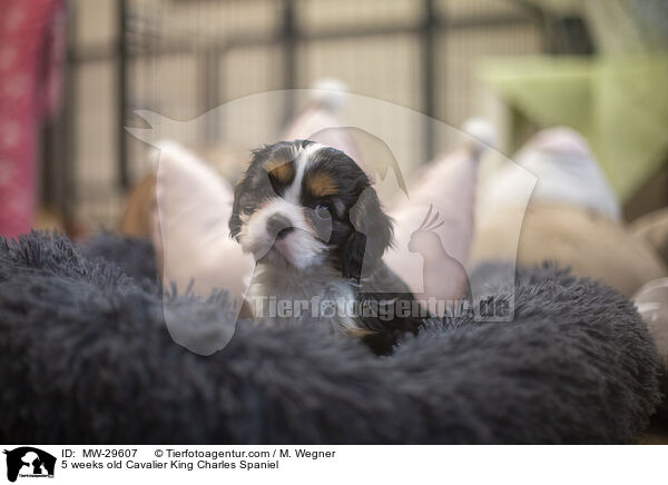 5 wochen alter Cavalier King Charles Spaniel / 5 weeks old Cavalier King Charles Spaniel / MW-29607