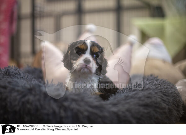 5 wochen alter Cavalier King Charles Spaniel / 5 weeks old Cavalier King Charles Spaniel / MW-29608