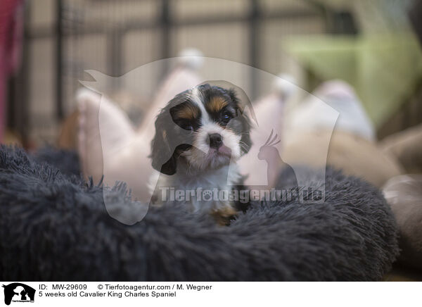 5 wochen alter Cavalier King Charles Spaniel / 5 weeks old Cavalier King Charles Spaniel / MW-29609