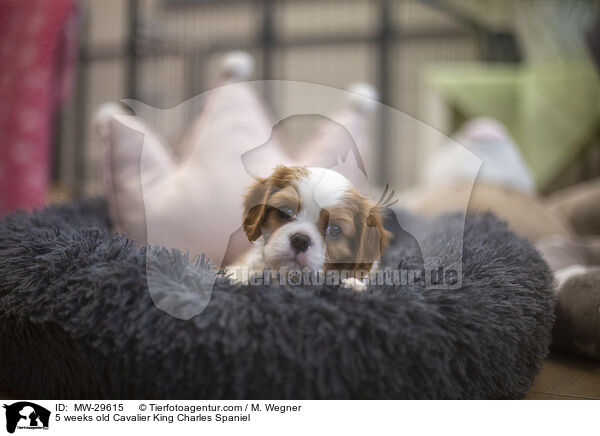 5 wochen alter Cavalier King Charles Spaniel / 5 weeks old Cavalier King Charles Spaniel / MW-29615