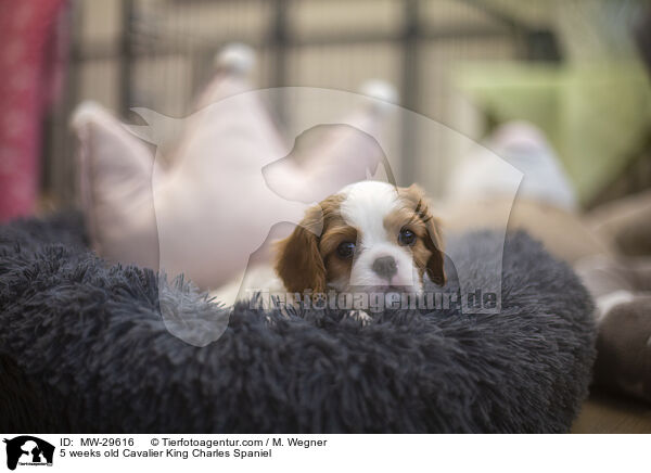 5 weeks old Cavalier King Charles Spaniel / MW-29616