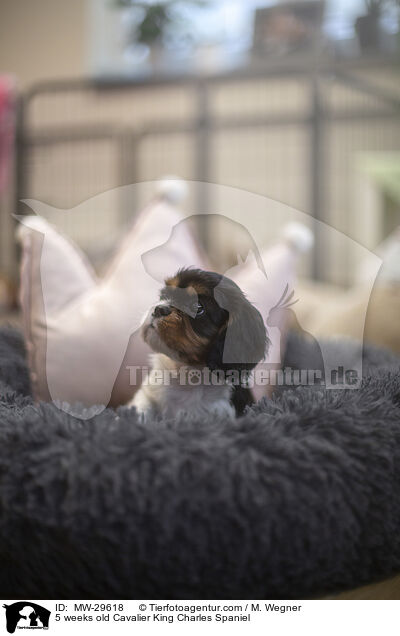 5 wochen alter Cavalier King Charles Spaniel / 5 weeks old Cavalier King Charles Spaniel / MW-29618