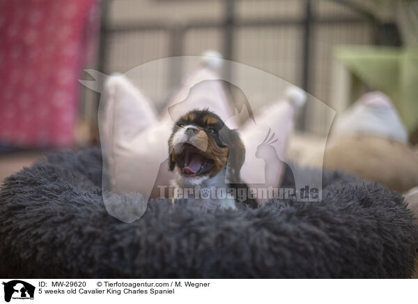 5 wochen alter Cavalier King Charles Spaniel / 5 weeks old Cavalier King Charles Spaniel / MW-29620