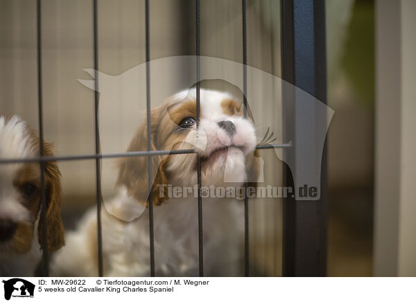 5 wochen alter Cavalier King Charles Spaniel / 5 weeks old Cavalier King Charles Spaniel / MW-29622