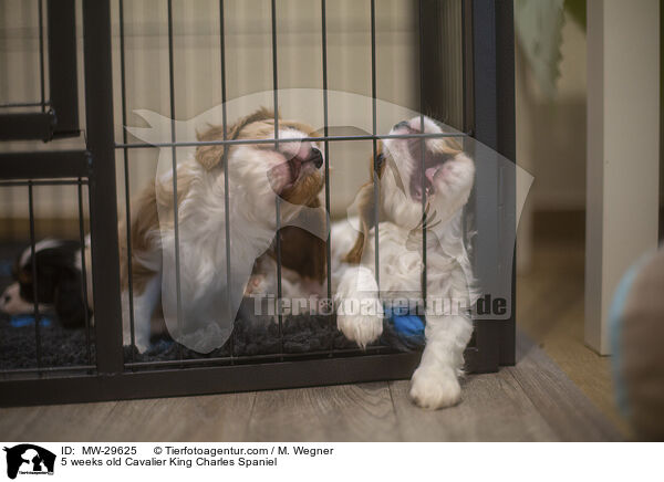 5 wochen alter Cavalier King Charles Spaniel / 5 weeks old Cavalier King Charles Spaniel / MW-29625