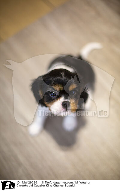 5 weeks old Cavalier King Charles Spaniel / MW-29629