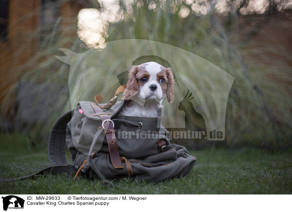 Cavalier King Charles Spaniel puppy / MW-29633