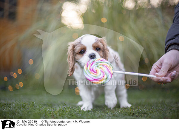 Cavalier King Charles Spaniel puppy / MW-29639